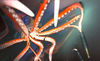 Thumbnail for the Benga - Night link, provided by host site