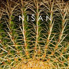 Thumbnail for the Tetra - Nisan link, provided by host site