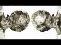 Thumbnail for the Sleater-Kinney - No Knives link, provided by host site