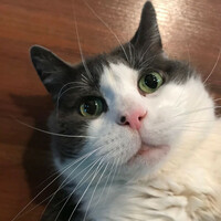 Thumbnail for the Fat Cat - Now Introducing Him link, provided by host site