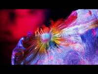 Thumbnail for the Tinlicker - Nowhere To Go Visualizer link, provided by host site
