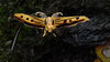 Thumbnail for the Knobs - Oleander link, provided by host site