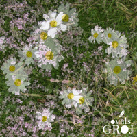 Thumbnail for the Groj - Ovals link, provided by host site