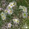 Thumbnail for the Groj - Ovals link, provided by host site