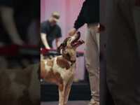 Thumbnail for the Josh Ross - Pax 🤝 soundcheck #music #tour #music #countrymusic #ontour #dog link, provided by host site