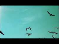 Thumbnail for the Explosions in the Sky - "Peace or Quiet" link, provided by host site