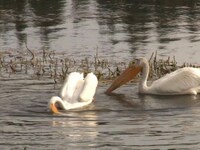 Thumbnail for the CBS Sunday Morning - Nature: Pelicans link, provided by host site