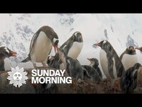 Thumbnail for the CBS Sunday Morning - Nature: Penguins in Antarctica link, provided by host site