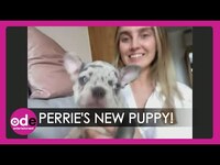 Thumbnail for the Little Mix - Perrie Edwards Introduces Us to New Puppy Travis! link, provided by host site
