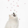 Thumbnail for the Basenji - Petals link, provided by host site