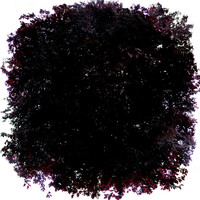 Thumbnail for the Rollo - Pinhole link, provided by host site
