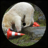 Thumbnail for the Error404 - Polar Nip link, provided by host site