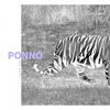 Thumbnail for the Lucas Arr - Ponno link, provided by host site