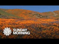 Thumbnail for the CBS Sunday Morning - Nature: Poppies in California link, provided by host site