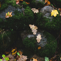 Thumbnail for the Asian Zen Meditation - Positive Sounds | Relaxation & Vibes link, provided by host site