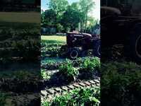 Thumbnail for the Whosoever South - Potatoes are up and growing! Hope y’all are having a great day #whosoeversouth link, provided by host site