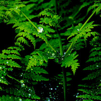 Thumbnail for the Asian Zen Meditation - Powerful Ambient Nature Melodies link, provided by host site