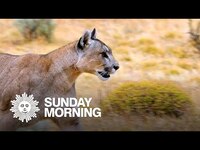 Thumbnail for the CBS Sunday Morning - Pumas in Patagonia link, provided by host site