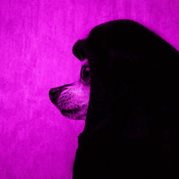 Thumbnail for the B-East - Puppy Power link, provided by host site