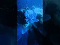 Thumbnail for the Daniel Avery - Rapture in Blue, the first single to be taken from my new album Tremor is out now link, provided by host site