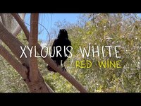 Thumbnail for the Xylouris White - "Red Wine" link, provided by host site