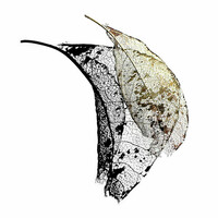 Thumbnail for the Max Cooper - Reflect link, provided by host site