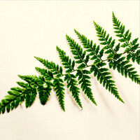 Thumbnail for the Asian Zen Meditation - Relaxation Melodies to Relax link, provided by host site