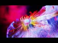 Thumbnail for the Tinlicker - Revolution (Rival Consoles Remix) Visualizer link, provided by host site