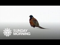 Thumbnail for the CBS Sunday Morning - Nature: Ring-necked pheasants link, provided by host site