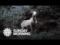 Thumbnail for the CBS Sunday Morning - Nature: Rocky Mountain Big Horn Sheep link, provided by host site