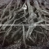Image of Melokind linking to their artist page due to link from them being at the top of the main table on this page