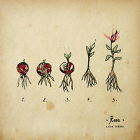 Thumbnail for the Luísa Sobral - Rosa link, provided by host site