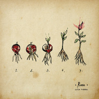 Thumbnail for the Luísa Sobral - Rosa link, provided by host site