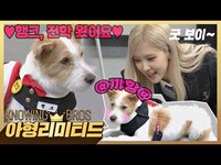 Thumbnail for the Rosé - 💎아형리미티드💎 보기만 해도 심쿵♥ 로제(ROSÉ)의 반려견 '행크', 형님 학교 전학 왔어요🙌 link, provided by host site