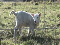 Image of Eddi Reader linking to their artist page due to link from them being at the top of the main table on this page