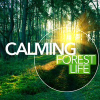 Thumbnail for the Outside Broadcast Recordings - Runnel link, provided by host site
