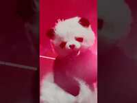 Thumbnail for the Desiigner - ’s panda lost it!!! 😳 Rolling Loud Thailand ‘23 link, provided by host site