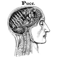 Thumbnail for the Puce - S/T link, provided by host site