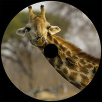 Thumbnail for the Softmal - Safari link, provided by host site