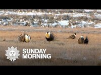 Thumbnail for the CBS Sunday Morning - Nature: Sage grouse link, provided by host site