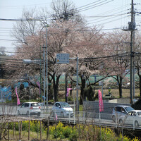 Thumbnail for the Seiji - SaKuRa link, provided by host site