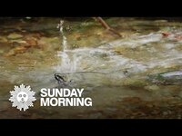 Thumbnail for the CBS Sunday Morning - Nature: Salmon run in Washington State link, provided by host site