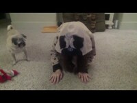 Thumbnail for the Megan Moreaux - Saturday night Shenanigans with and Benny link, provided by host site