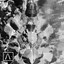 Thumbnail for the Takaaki Itoh - Scrabbler - Original Mix link, provided by host site