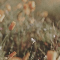 Thumbnail for the Neel - Shalom link, provided by host site