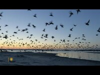 Thumbnail for the CBS Sunday Morning - Shorebirds in South Carolina link, provided by host site