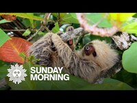 Thumbnail for the CBS Sunday Morning - Sloths in Costa Rica link, provided by host site