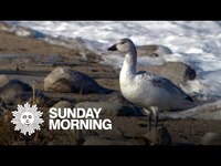 Thumbnail for the CBS Sunday Morning - Nature: Snow geese in South Dakota link, provided by host site