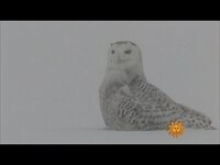 Thumbnail for the CBS Sunday Morning - Nature: Snowy owl link, provided by host site