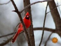 Thumbnail for the CBS Sunday Morning - Nature: Songbirds in the snow link, provided by host site